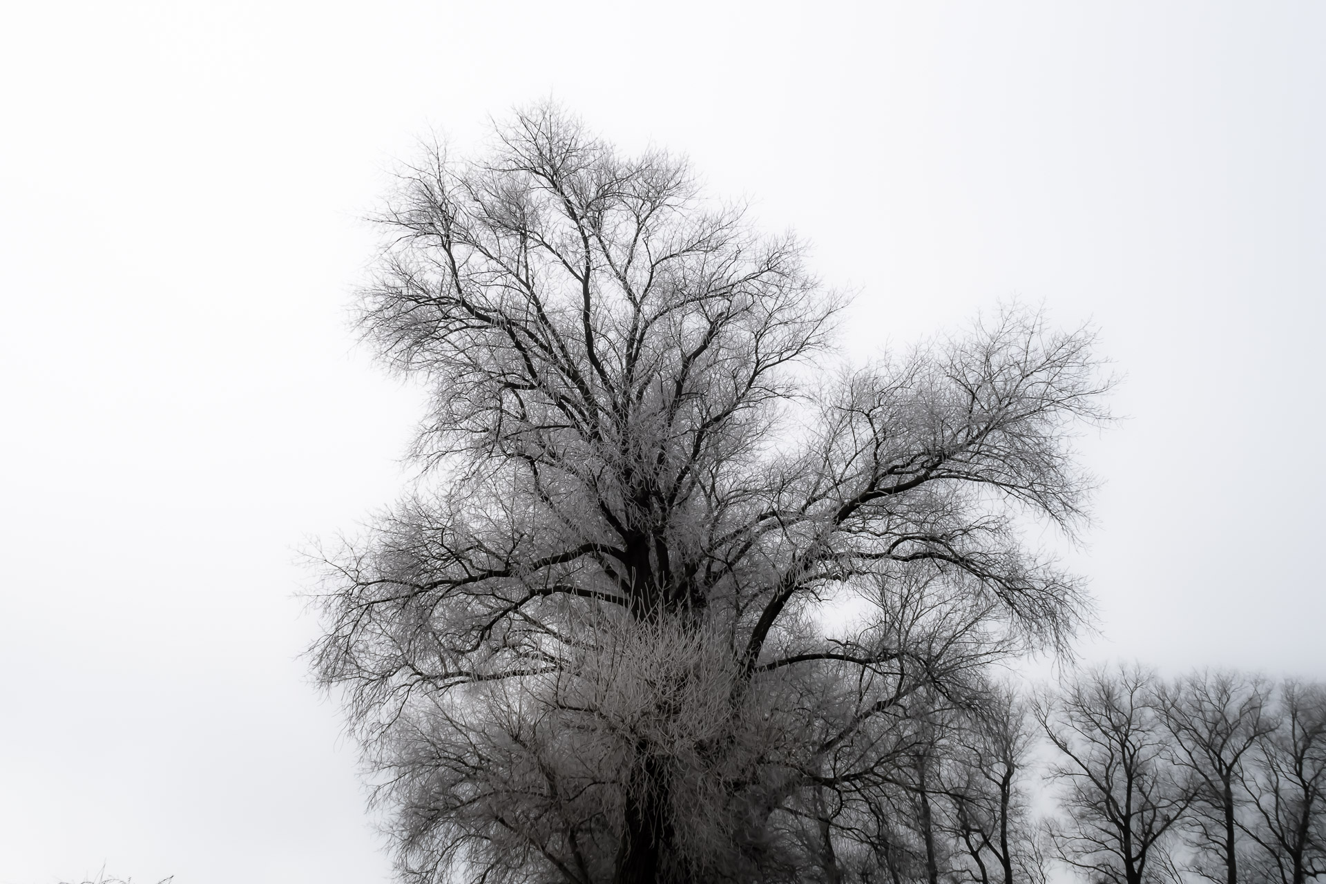Frost 8