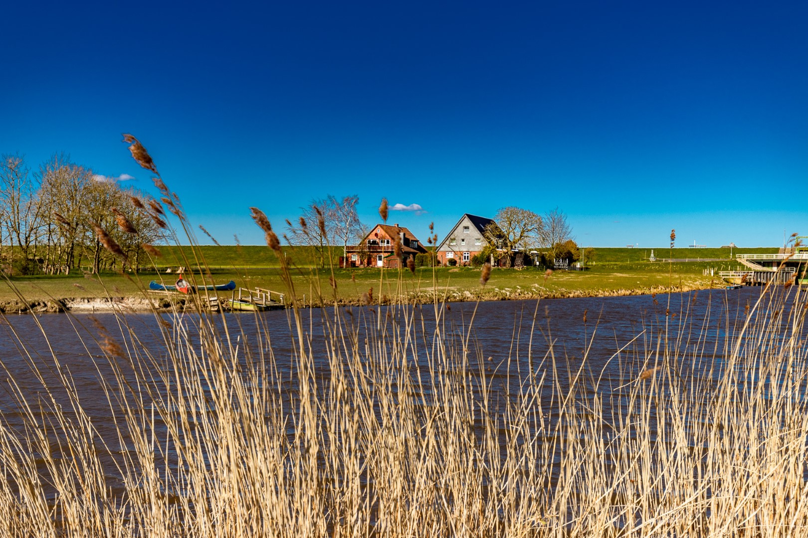Schilf an der Medem