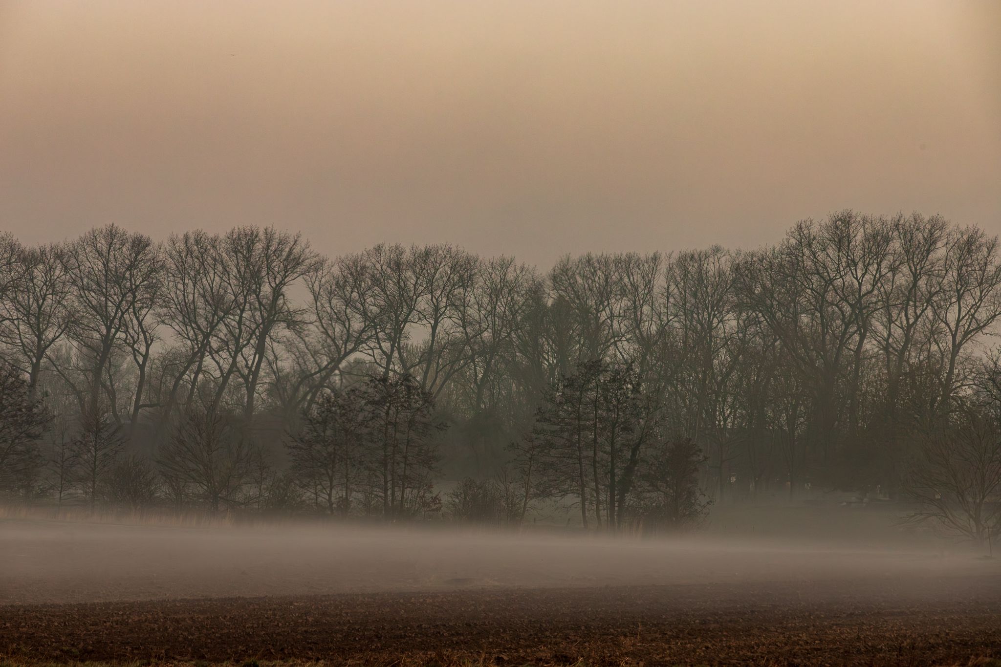 Nebel